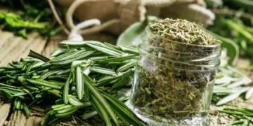 فوائد إكليل الجبل لمرضى السكري.. هل هو آمن وكيف يؤثر على مستويات السكر في الدم؟