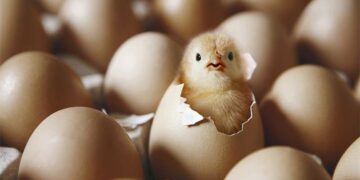 أخيراً مدرس علوم يجيب على السؤال الذي حيَّر العالَم: البيضة أولاً أم الدجاجة؟