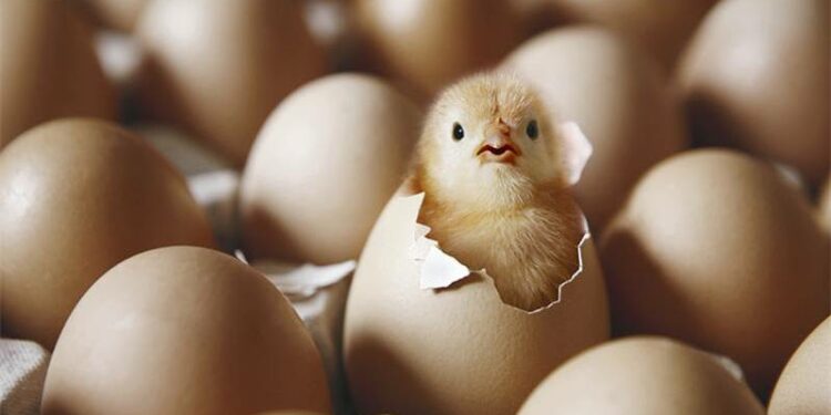 أخيراً مدرس علوم يجيب على السؤال الذي حيَّر العالَم: البيضة أولاً أم الدجاجة؟