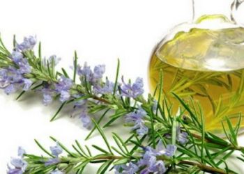 الروزماري .. كنز طبيعي لبشرة صحية ومشرقة