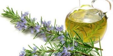 الروزماري .. كنز طبيعي لبشرة صحية ومشرقة