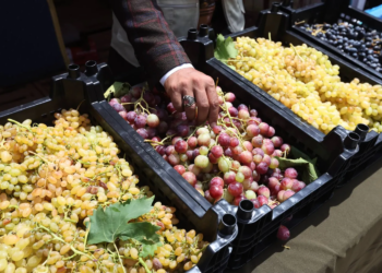 من التصدي للسرطان إلى تحسين الذاكرة وإبطاء الشيخوخة… فوائد مذهلة للعنب