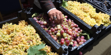 من التصدي للسرطان إلى تحسين الذاكرة وإبطاء الشيخوخة… فوائد مذهلة للعنب