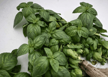 ورقة صغيرة.. عشبة تحميك من السرطان وأمراض القلب