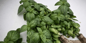 ورقة صغيرة.. عشبة تحميك من السرطان وأمراض القلب